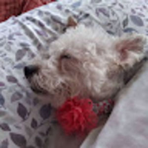 Meet your Posher, Lisa